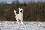 SIBERIAN HUSKY 443